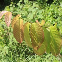 Combretum acuminatum Roxb.